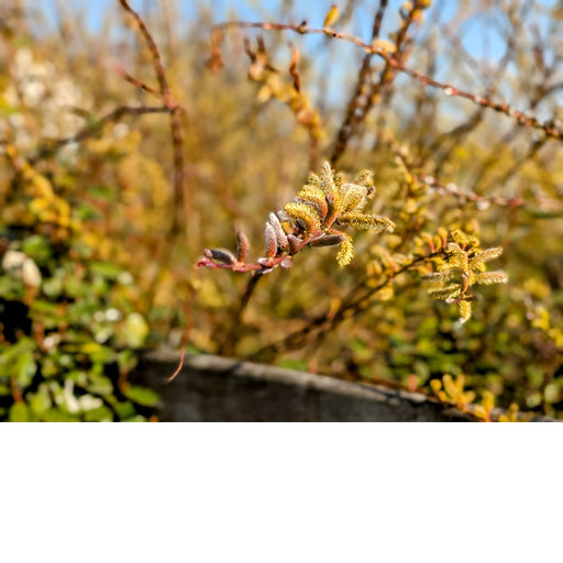 In het vroege voorjaar komen de wilgen in bloei en zijn ze getooid met wollige, geelbruine tot oranjeachtige katjes.