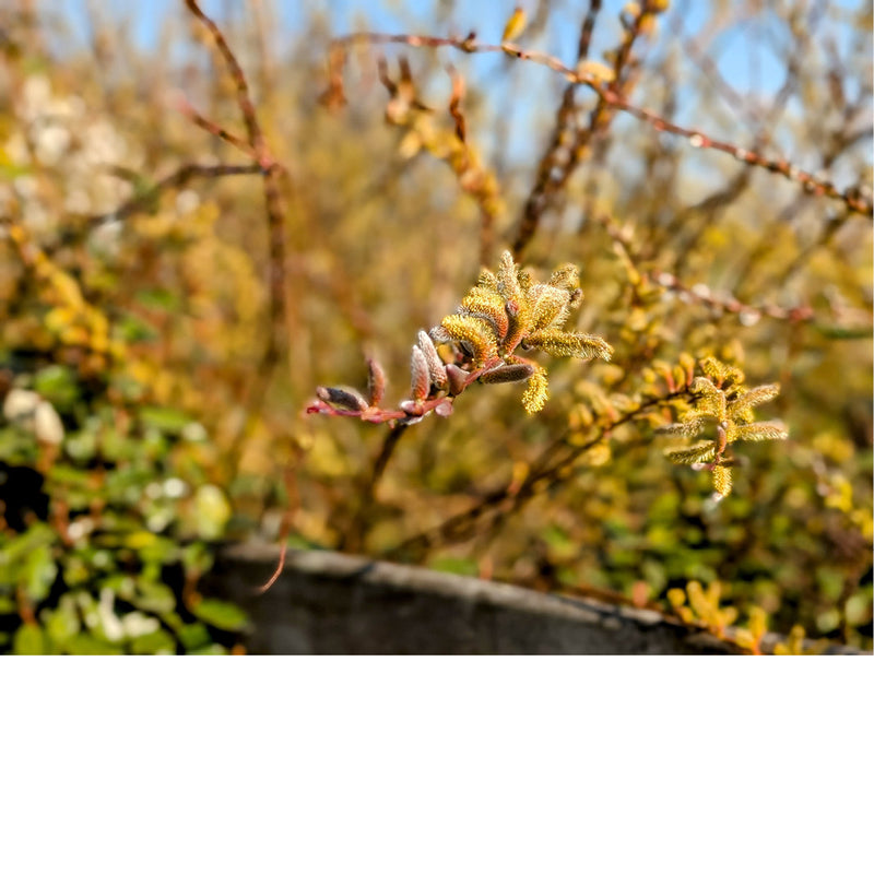In het vroege voorjaar komen de wilgen in bloei en zijn ze getooid met wollige, geelbruine tot oranjeachtige katjes.