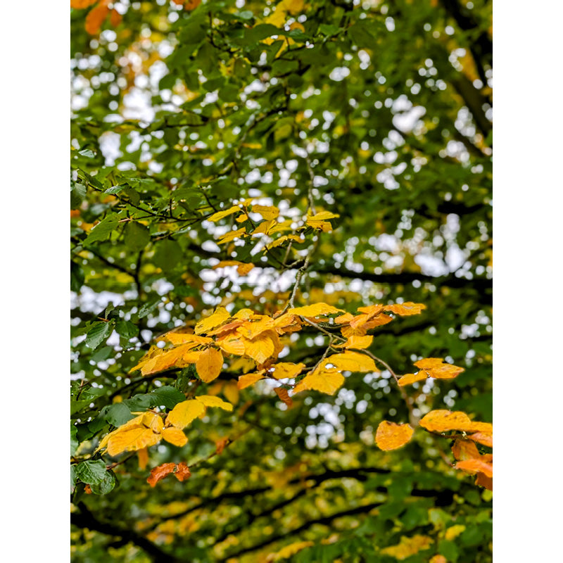 Deze boomblaadjes kleuren heerlijk geel in de herfst.