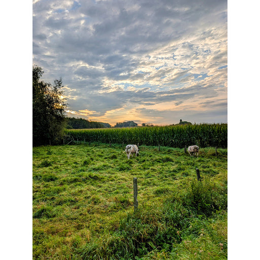 De koeien zullen de mooie wolken en lucht niet opgemerkt hebben tijdens het grazen.