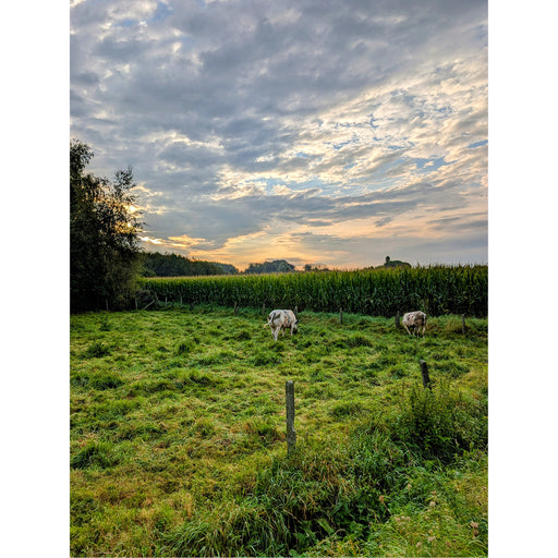 De koeien zullen de mooie wolken en lucht niet opgemerkt hebben tijdens het grazen.