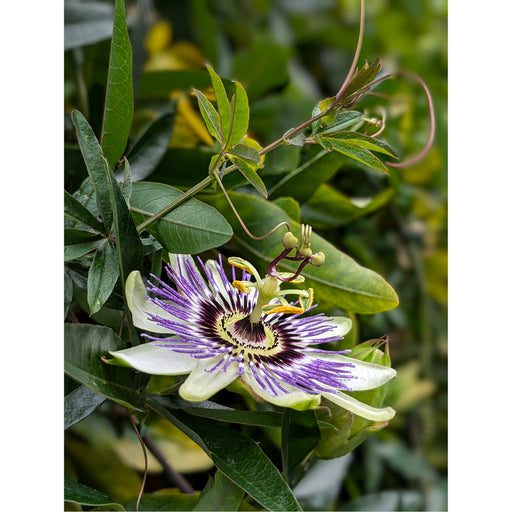 De blauwe passiebloem  is een klimplanten, die zich met hechtranken rond alles wentelt.