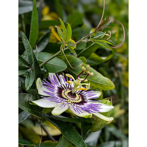 De blauwe passiebloem  is een klimplanten, die zich met hechtranken rond alles wentelt.