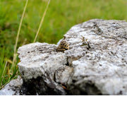 Een denneappel heeft zich genesteld op een wit rotsblok en lijkt één geheel te vorm.