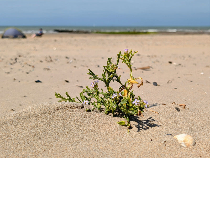 Zelfs op het strand vinden planten een plaatsje om te groeien, met zicht op zee.