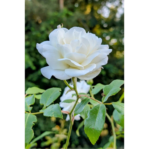 Rozen hoeven niet rood te zijn om mooi te zijn.