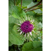 De Bosklit. Hoe dichterbij je kijkt, hoe mooier het bloemetje.