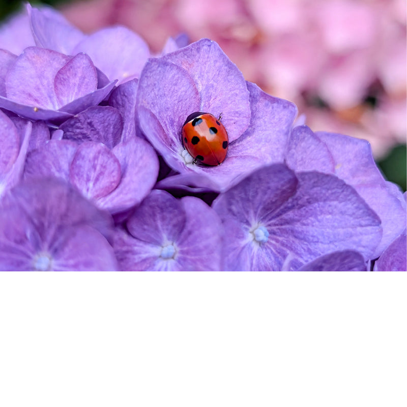 Een lieveheersbeestje heeft een rustplaats gevonden in het hart van een  hortensia.