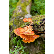 De herfst brengt vaak onverwachte kleuren op boomstammen.