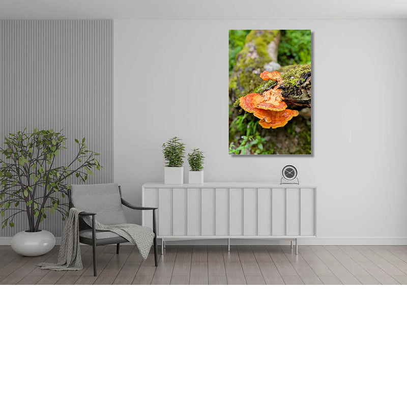 Oranje zwam