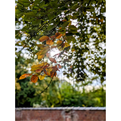 De zon straalt zachtjes door de herfstblaadjes.