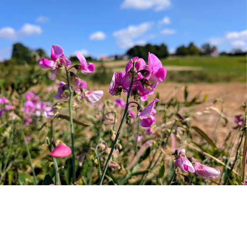 Wandelaars herkennen deze lathyrus of pronkerwt, die je vindt langs vele wandelwegen.
