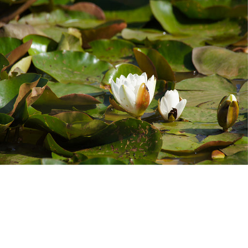 Een klassiek tafereeltje op vijvers, waar de waterlelies een streling voor het oog zijn.