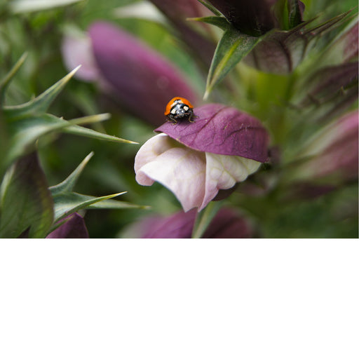 Een lieveheersbeestje is op avontuur tussen berenklauw.