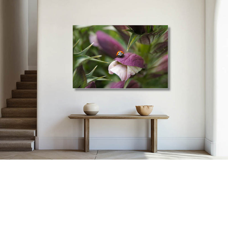 Lieveberenklauwbeestje