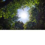Door een gat tussen de bomen, straalt de zon in het bos.