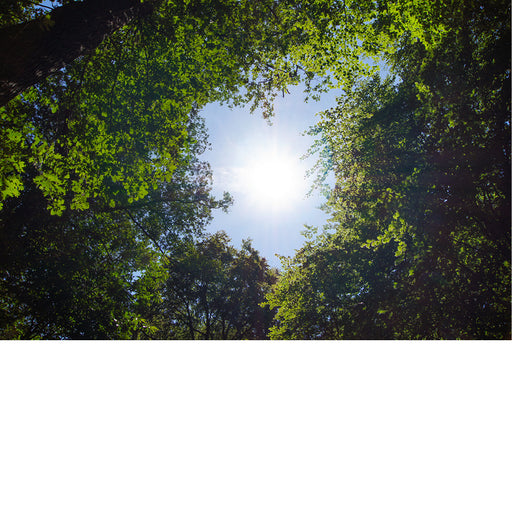 Door een gat tussen de bomen, straalt de zon in het bos.