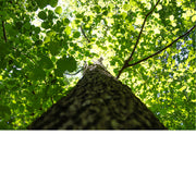 We volgen de stam van de boom tot aan de bladeren.