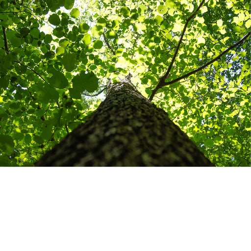 We volgen de stam van de boom tot aan de bladeren.