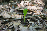 Een jonge scheut van een eikenboom baant zich een weg door de dode bladeren.