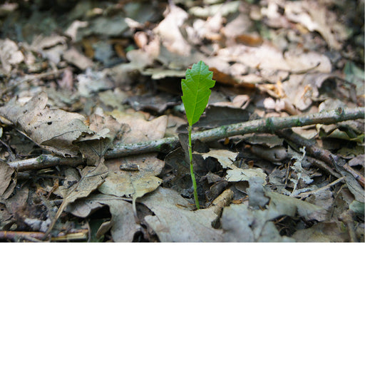 Een jonge scheut van een eikenboom baant zich een weg door de dode bladeren.