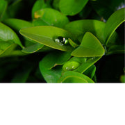 De druppels op deze groene blaadjes zorgen voor een betoverend effect.