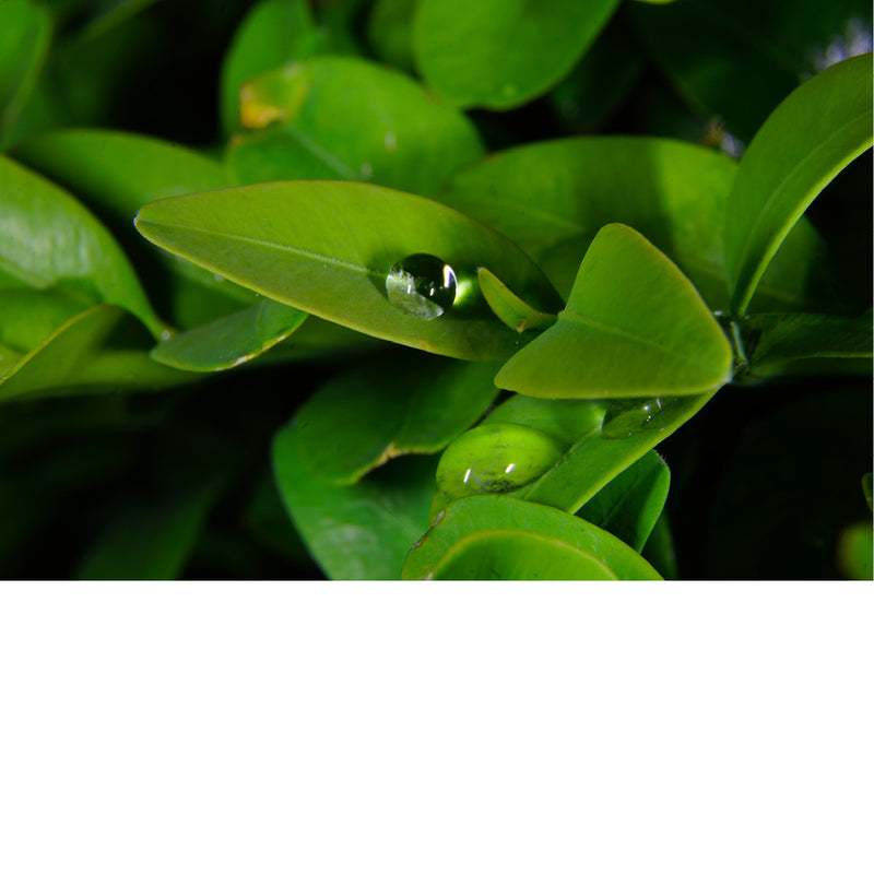 De druppels op deze groene blaadjes zorgen voor een betoverend effect.