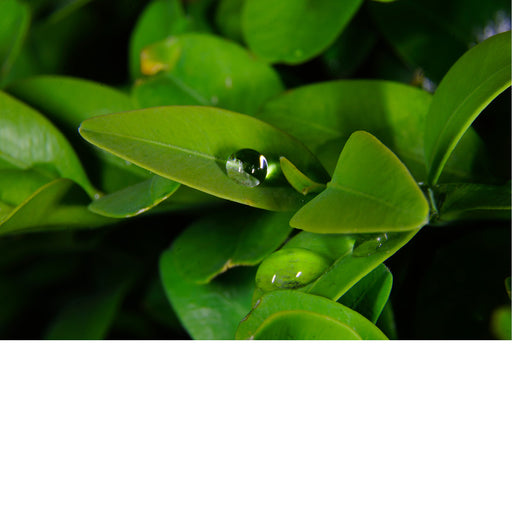 De druppels op deze groene blaadjes zorgen voor een betoverend effect.