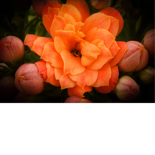 Deze macrofoto van een kalanchoë plantje onthult alle kleine details.