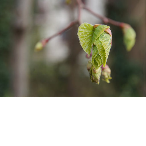 Dit ontluikend blaadje van een linde straalt teerheid uit.