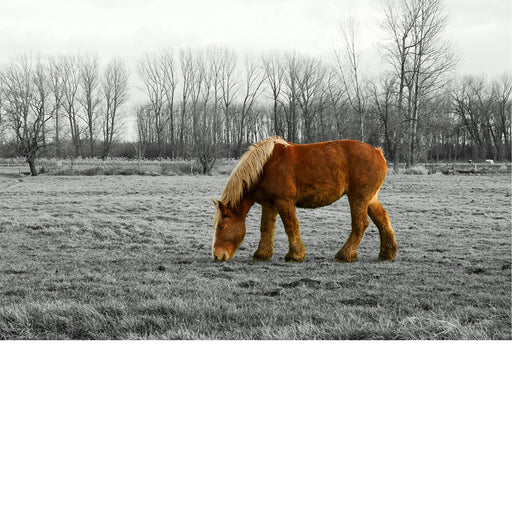 Dit warmbruine boerenpaard laat zich niet afleiden door de fotograaf.