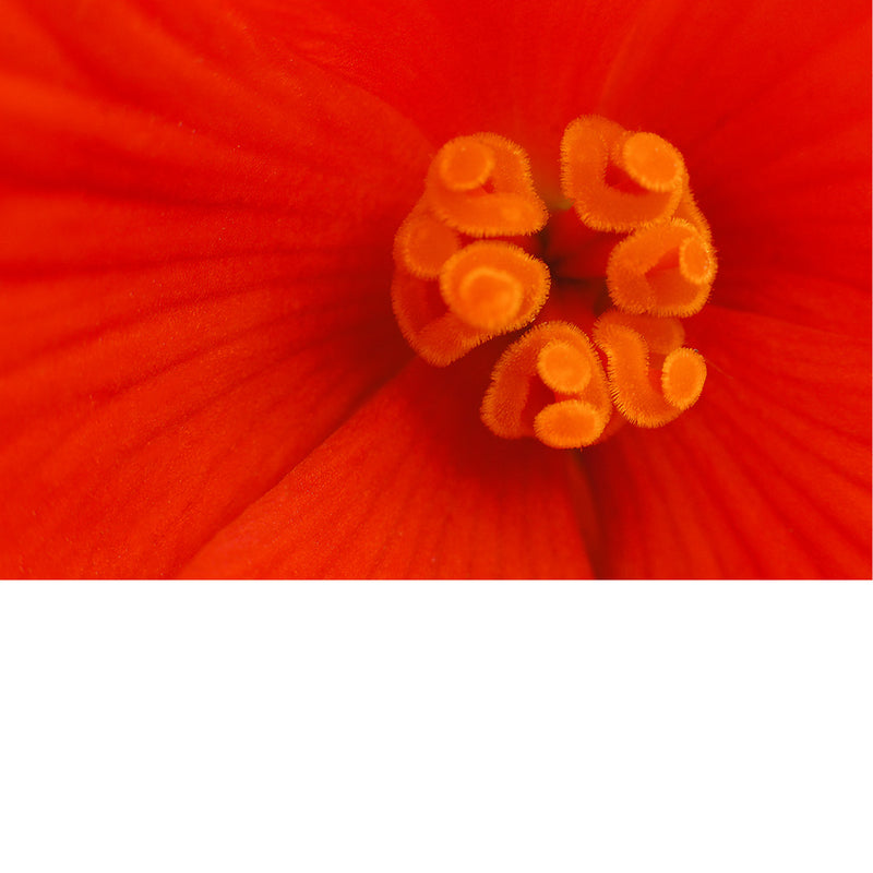 Macrobeeld van de meeldraden van een begonia. Ze hebben een hypnotiserend effect op de oranjerode bloemblaadjes.