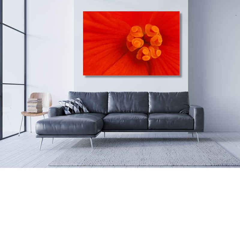 In het hart van de begonia