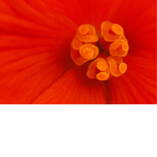 Macrobeeld van de meeldraden van een begonia. Ze hebben een hypnotiserend effect op de oranjerode bloemblaadjes.