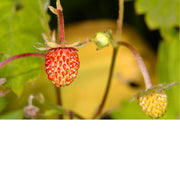 Je ziet op de foto de aarbei haast ontstaan, naast minder ontwikkelde vruchtjes.