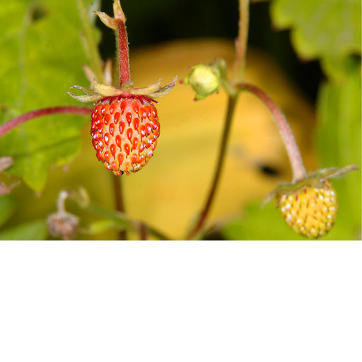 Je ziet op de foto de aarbei haast ontstaan, naast minder ontwikkelde vruchtjes.
