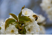 Deze bij is druk aan het werk in de kersenbloesem.