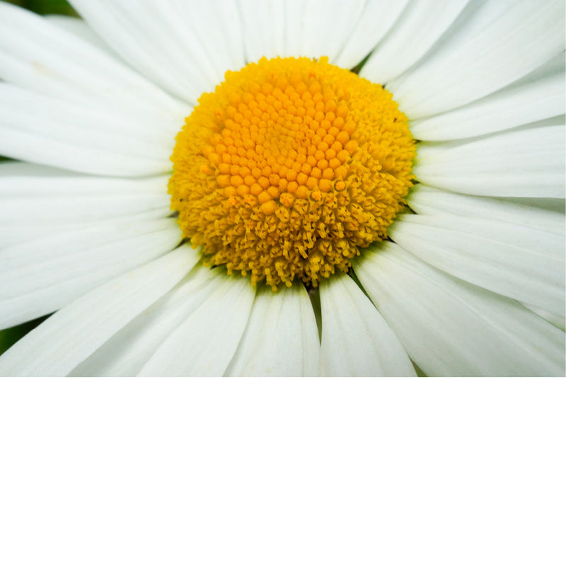 Het hart van een madeliefje van erg dichtbij gefotografeerd.