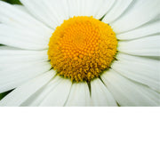 Het hart van een madeliefje van erg dichtbij gefotografeerd.