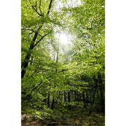 Door de frisgroene bomen straalt een heerlijk zonnetje.