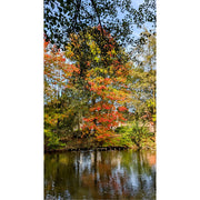 Deze bomen halen hun mooiste herfstkleuren boven.