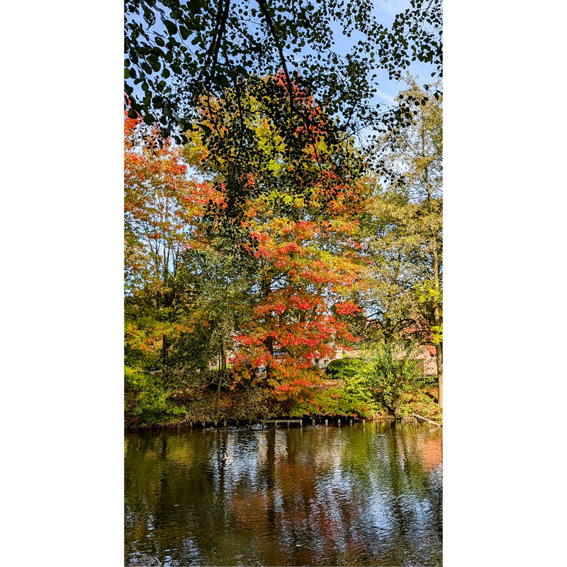 Deze bomen halen hun mooiste herfstkleuren boven.