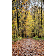 Deze wandelaar loopt langs inposant hoge bomen, getooid in herfstkleuren.