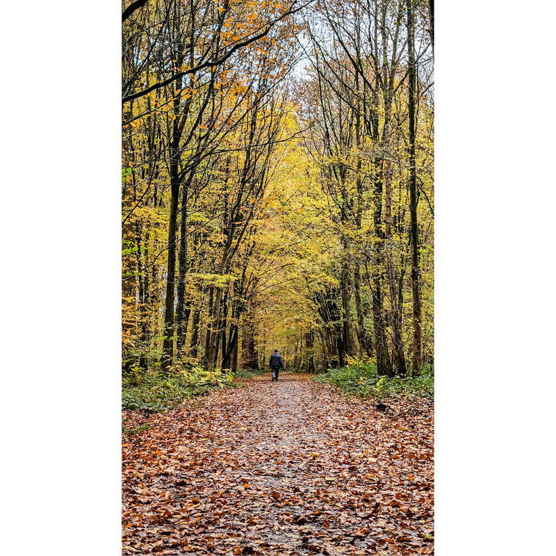 Deze wandelaar loopt langs inposant hoge bomen, getooid in herfstkleuren.