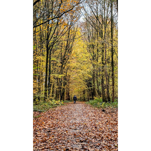 Deze wandelaar loopt langs inposant hoge bomen, getooid in herfstkleuren.