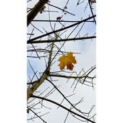 Dit laatste esdoornblad is vastbesloten om nog lang te blijven hangen.