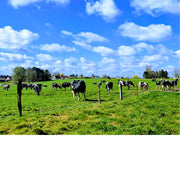 De koetjes genieten van het frisse gras en de lentezon.