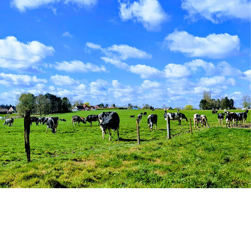 De koetjes genieten van het frisse gras en de lentezon.