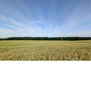 Achter dit tarweveld ligt een bosje, omhuld in een uitwaaierende lucht.