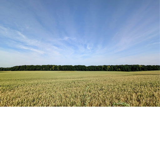 Achter dit tarweveld ligt een bosje, omhuld in een uitwaaierende lucht.